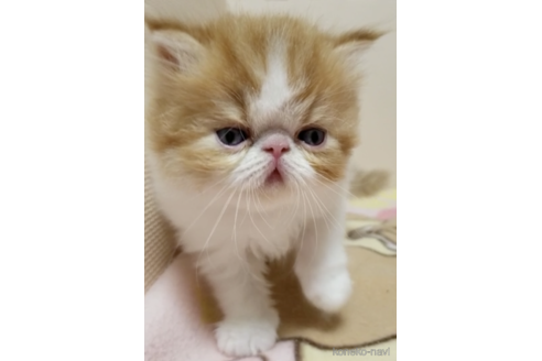 販売中の京都府のエキゾチックショートヘア-119061の2枚目